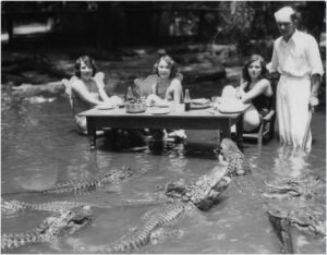 Typical Florida Picnic