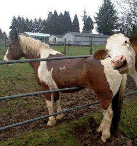 Cows can feel schadenfreude